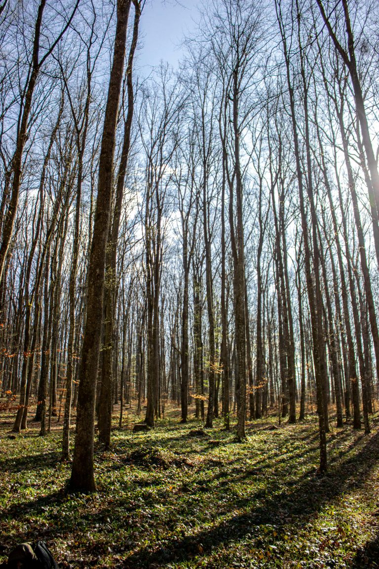Quels sont les vrais coûts d&rsquo;un terrain arboré ?