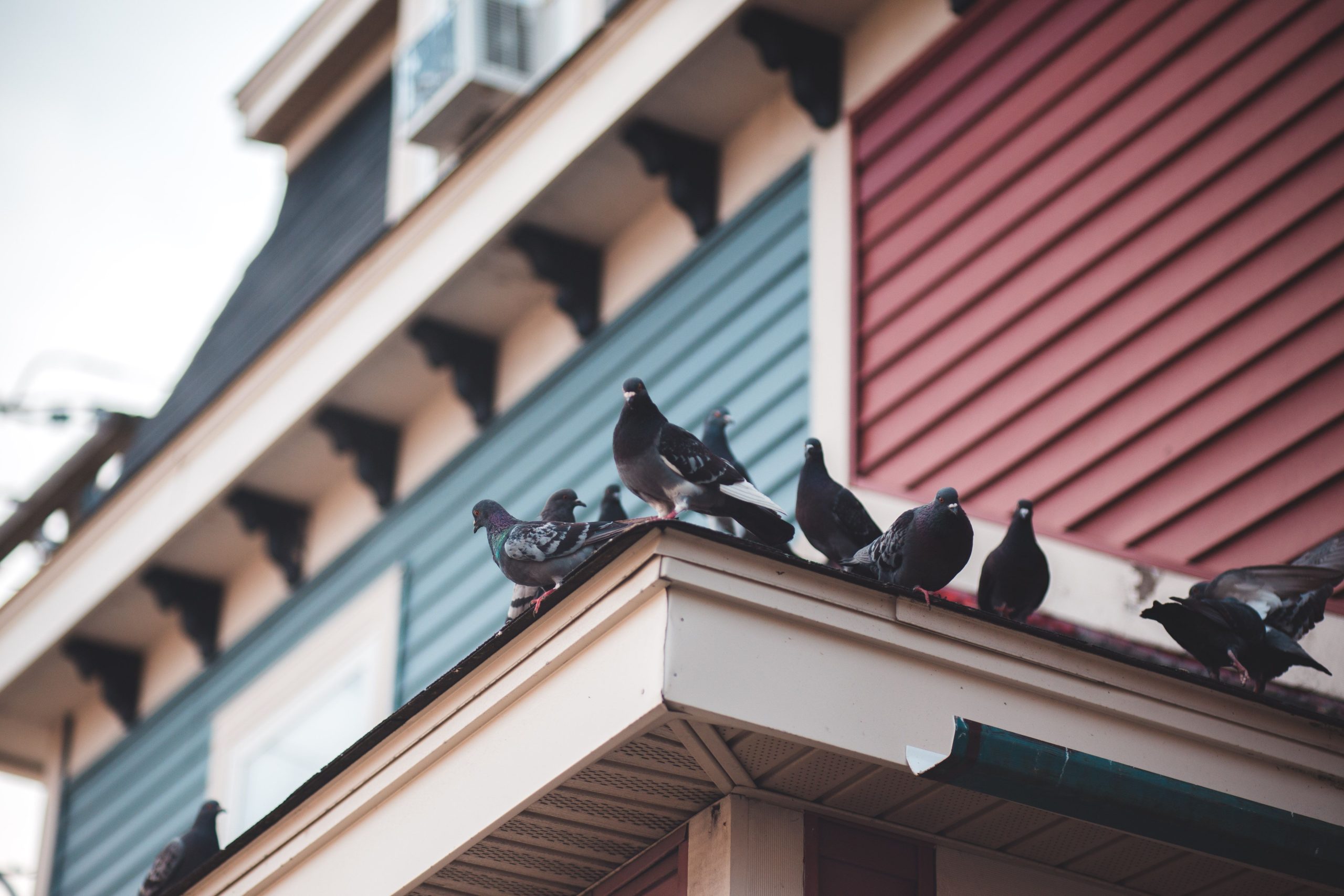 Pigeons perchés sur un toit résidentiel