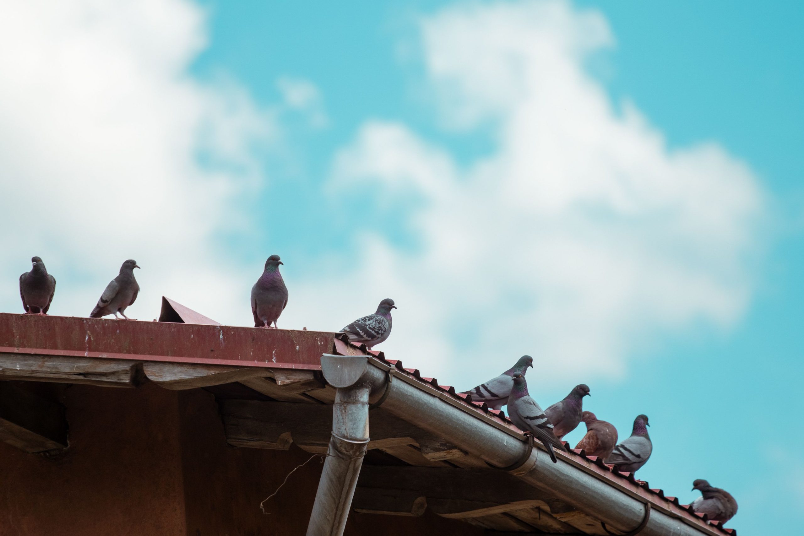 Groupe de pigeons reposant sur un toit