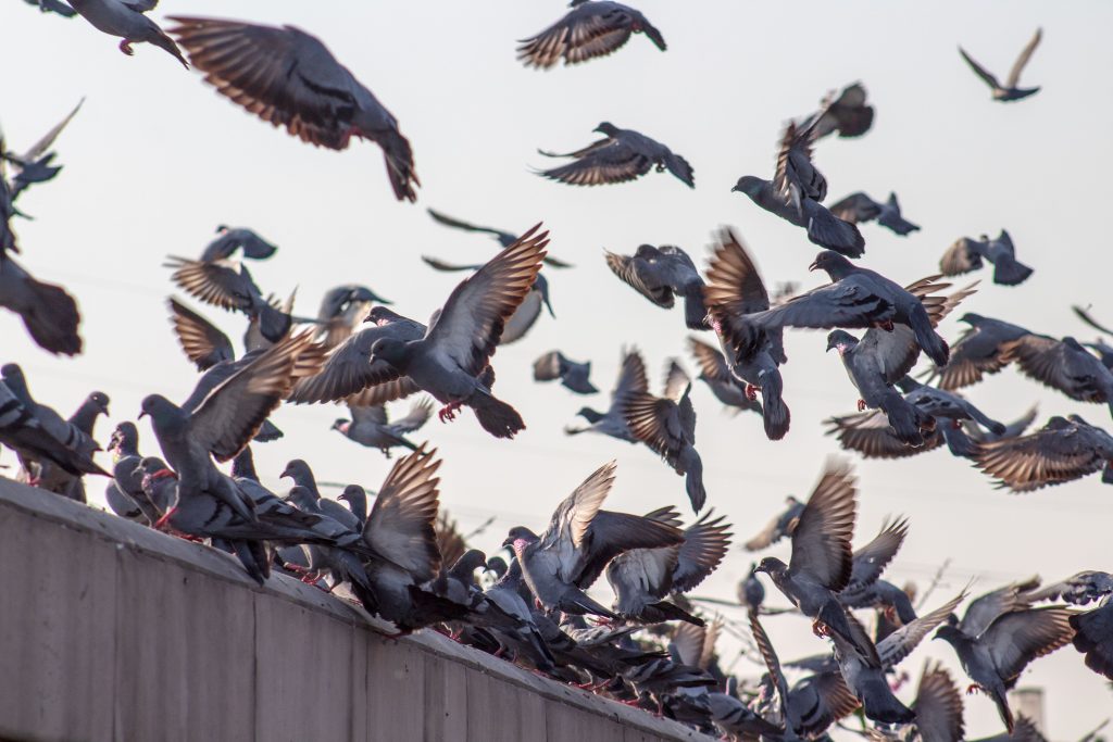 Comment se débarrasser des pigeons sur son balcon ?
