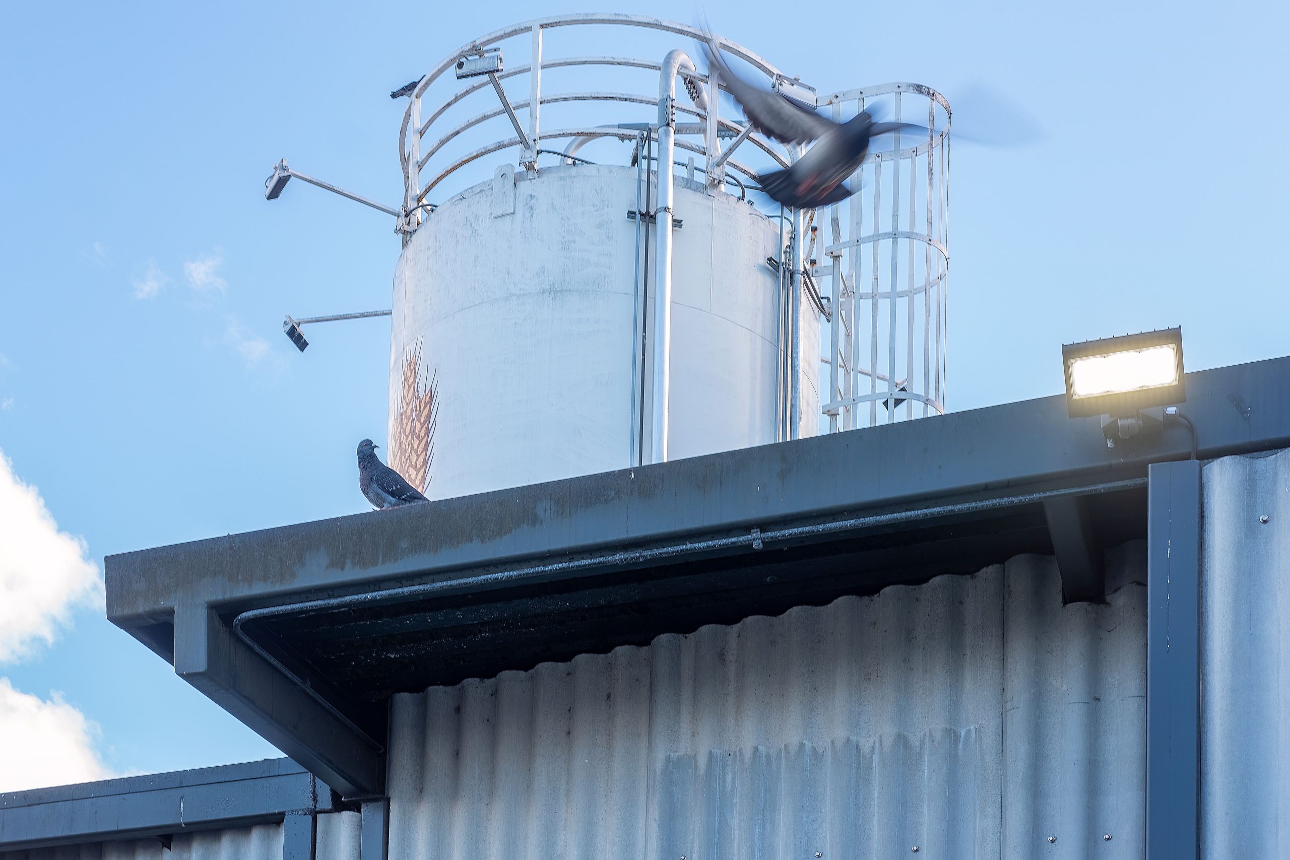 Pigeons en mouvement sur toit métallique