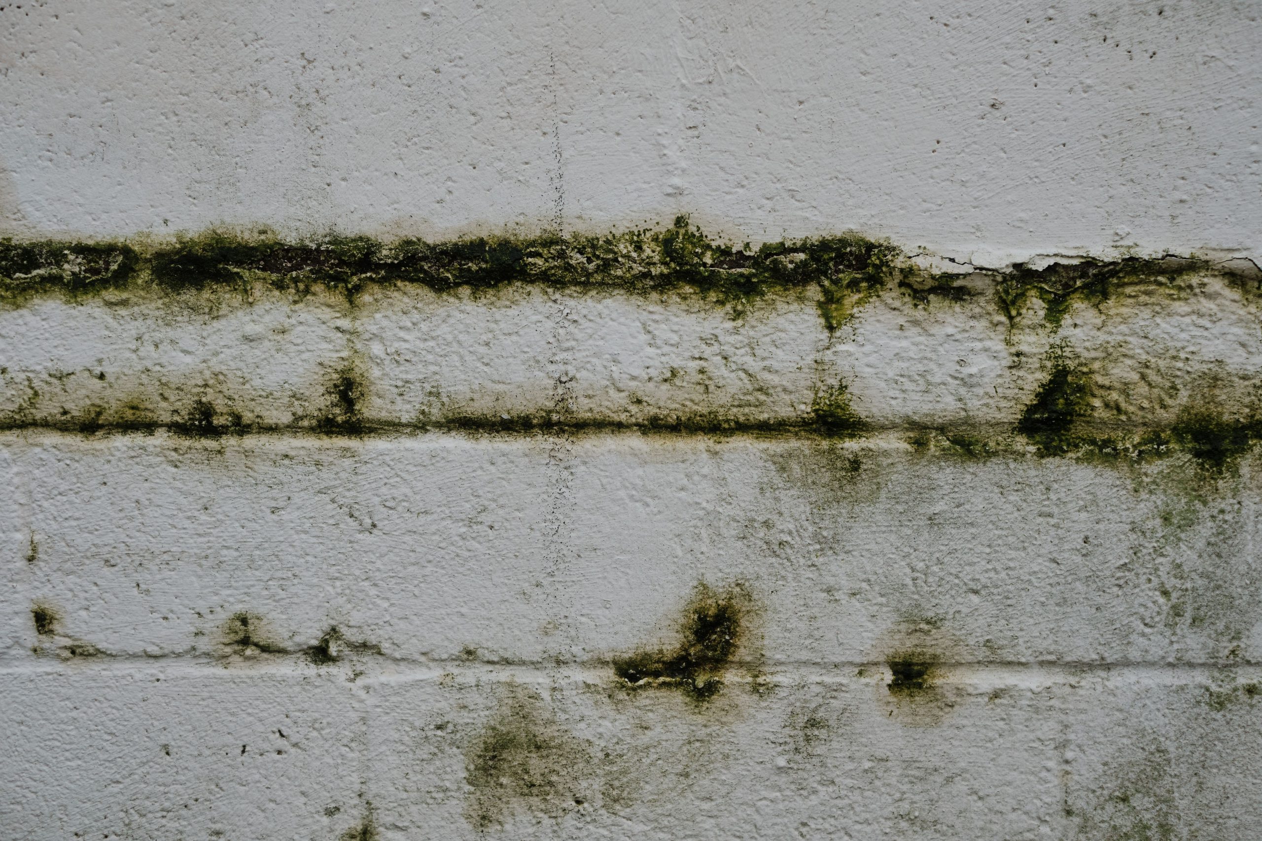 Mur de brique ancien couvert de mousse